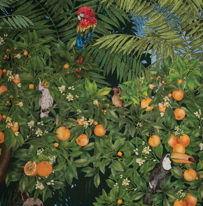 matthew-williamson-w7493-orange-grove