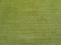 casal_12144_30.jpg